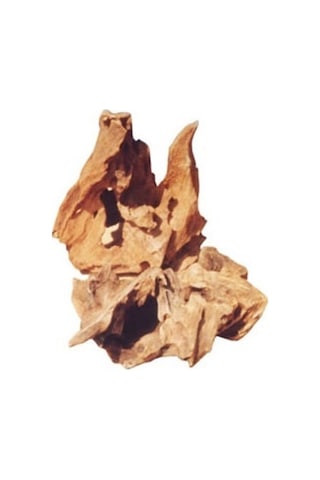 Mango Kökü L 30 - 40 CM