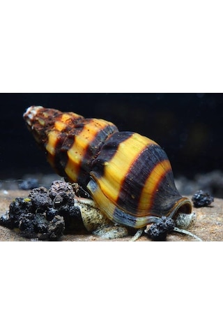 Anentome Helena Katil Salyangoz 5 Adet