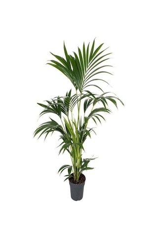 Videolu Areka Salon Palmiyesi 80-100cm 1 Adet Saksılı Beyaz Euphorbia Hediyeli İç Mekan Bitkisi