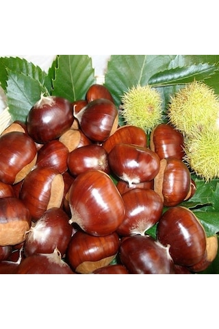 İri Kestane Zonguldak Yöresinden 1 Kg