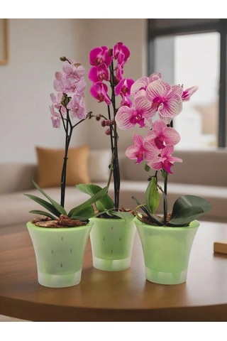 Live-in-green 2 Litre Orkide İçin Şeffaf Plastik Saksı Takımı 342131427