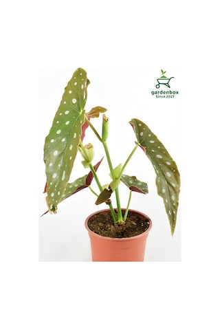 İthal Benekli Begonya 1 Adet 8,5 Saksıda 10-15cm