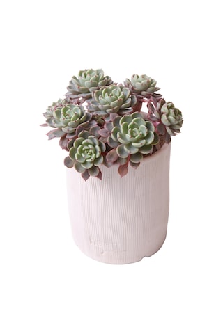 Echeveria Nana Mini Hook - Sukulent Haangarden