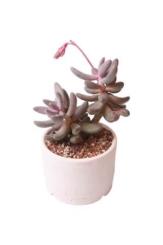 Echeveria Ghanzou Variegata - Sukulent Haangarden