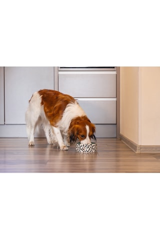 Beeztees Köpek Mama Su Kabı, Seramik, Yeşil Beyaz, 16cm, 800ml