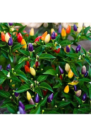 Karışık Renk - Gökkuşağı Süs Biberi Tohumu