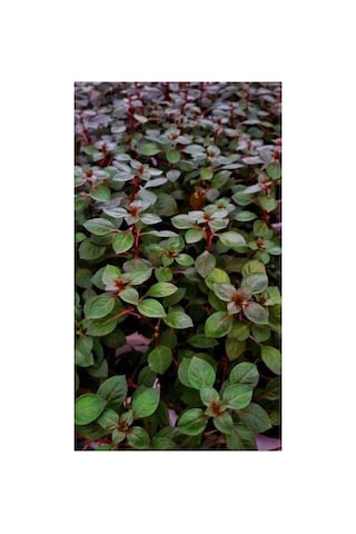 Ludwigia Repens Canlı Akvaryum Bitkisi, 5 Dal