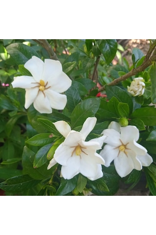 Gardenya 50-80 Cm 2-3 Yaş Yoğun Kokulu