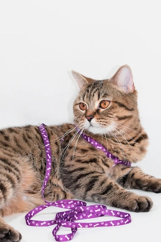 Thentech Yeni Nesil Kedi Tasması Dışarıda Gezdirmek İçin Rahat Kullanım Göğüs Tasması
