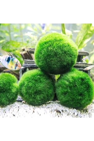 Marimo Moss Ball 3-4Cm Yosun Topu Canlı Bitki