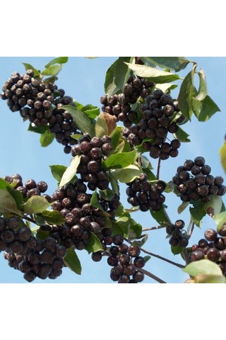 Tüplü Her Bölgeye Uygun 5 Adet Siyah Aronya Fidanı 20-40 Cm