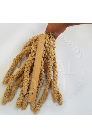 Dal Darı Net Beyaz Dal Darı 1 KG