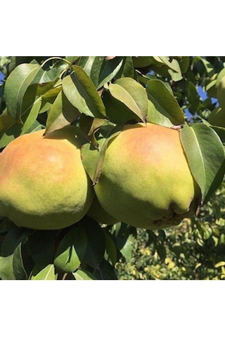 Tüplü Aşılı Yarıbodur İri Meyveli Deveci Armut Fidanı