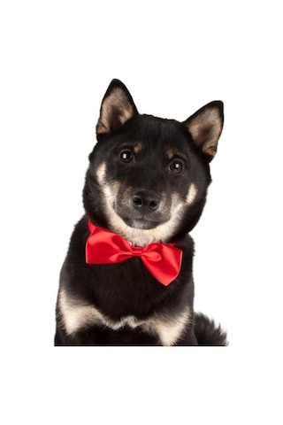 Show Tech Kedi Köpek Renkli Papyon Aksesuar 10 Adetli Paket