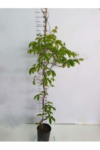 Renk Değiştiren Duvar Sarmaşığı 40-65cm Saksılı/tüplü Peyzaj Bitkisi