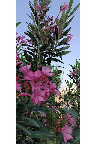 Gösterişli Ve Uzun Ömürlü Zakkum Fidanı Pembe 2 Yaşında