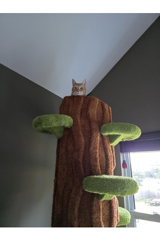 Ağaç Temalı Kedi Evi 180 Cm