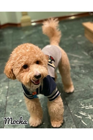 Lacivert Love Nakışlı Kedi Köpek Kolej Mont