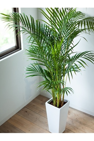 Areka Palmiyesi 100-120 Cm 2 Adet -  Salon Ofis Bitkisi 6125