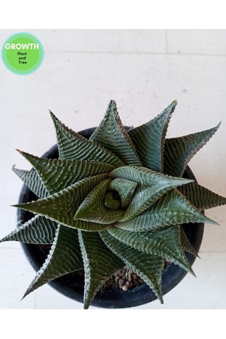 Haworthia Limifolia Twist 1 Adet