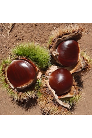 Tüplü Aşılı Soğuklara Dayanıklı Tahta Yüksek Verimli Kestane Fidanı