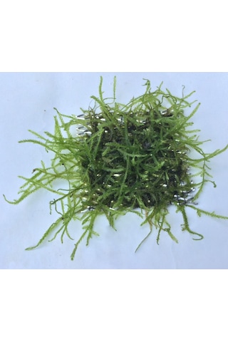 Java Moss 5X5 Cm Akvaryum