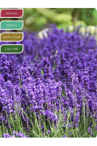 Bitkim Sende Lavanta Fidanı İngiliz Lavandula Angustifolia Hidcote, Saksıda, Kokulu, Çiçek Açan, Çalı