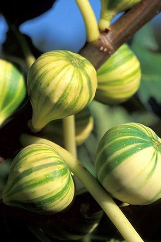 Çilek Aromalı Sarı-yeşil Çizgili İncir Fidanı 2-3 Yaşında Saksı