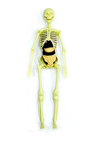 Mey İthalat The Human Body İnsan Vücudu 3d Eğitim Seti 3302