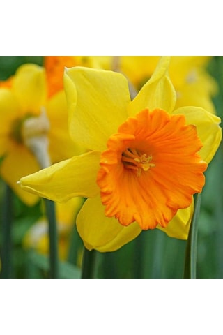 Love Day Sun Nergis Soğanı 5 Adet