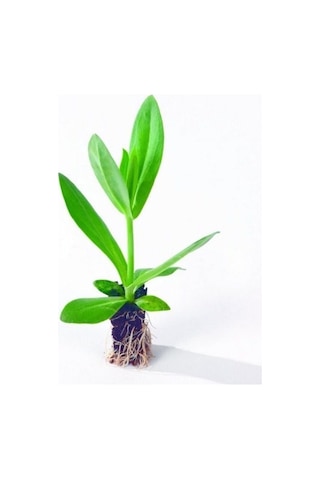 Katmerli Allamonde S.white Lisianthus Çiçeği Fidesi 3 Adet