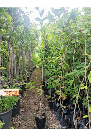 Yeşil Deniz Fidancılık Tüplü Muşmula Döngel Fidanı 100-150 Cm