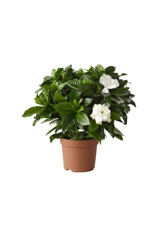 Gardenya (Saksıda 3Lü Dikim Ithal) Kokulu Cicek Fidanı