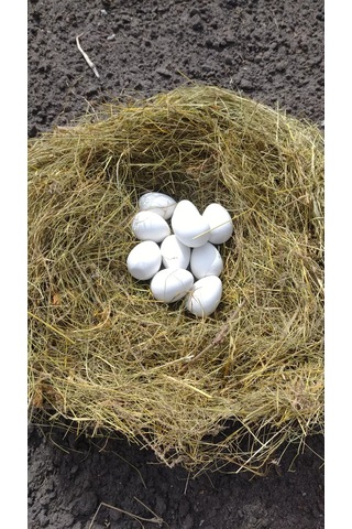 Alex Gips Yumurta Altlıkları 221489329