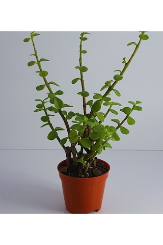 Yeşim Para Çiçeği 20-40 Cm