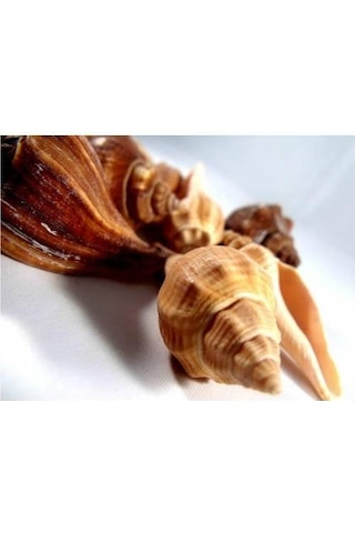 %100 NATUREL DOĞAL GERÇEK DENİZ KABUĞU 500 Gram -MMM4763