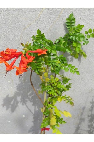 Campsis Radicans Sarmaşık Acem Borusu Çiçeği 50-70cm Saksılı Bahçe Balkon Çiçeği