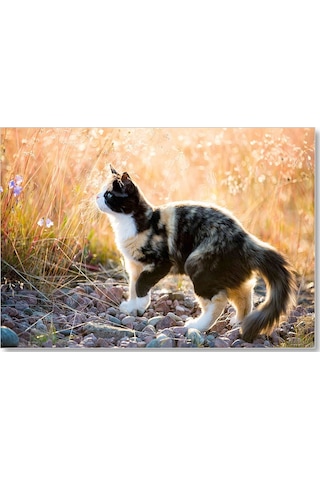 Cakasepetim Taşların Üzerinde 3 Renk Kedi Ve Sarı Otlar Ahşap Mdf Tablo