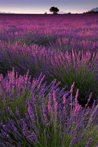5 Adet Lavanta Çiçeği Fidanı Lavandula Officinalis Fidanı 30-40 Cm