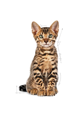 Royal Canin Kısırlaştırılmış Yavru Kedi Maması 2 KG