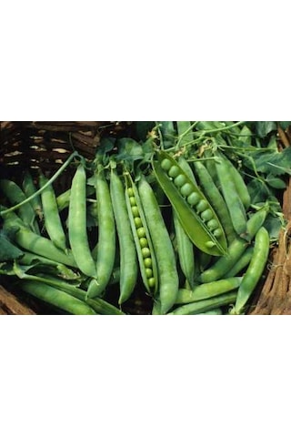 10+ Adet Yeşil Ok Tatlı Bezelye Tohumu
