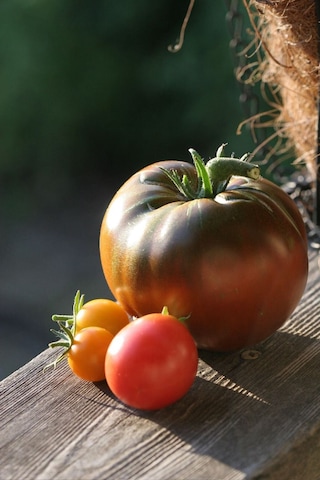 Kara Prens Domates Tohumu Geleneksel Black Prince Tomato Seeds