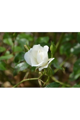 Beyaz Bulgar Gülü Çiçeği Fidanı 45-60 Cm Tüplü Çiçekli Bodur Bitkiler White Bulgarian Rose