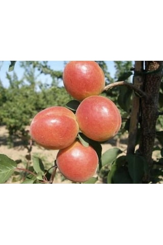 3 Yaş Tüplü Orange Ruby Kayısı Fidanı,boy 150-170 Cm