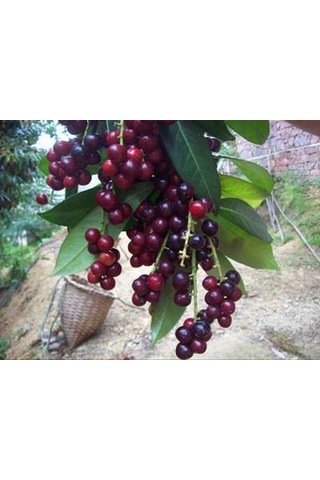 3 Adet Karayemiş Fidanı Prunus Laurocerasus Çok Yıllık Sağlam