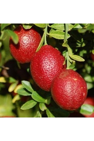 3 Yaş Blode Lime Kırmızı Limon Fidanı
