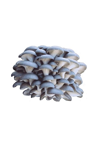 İstiridye Kavak Kayın Mantarı Tohumu Ekim Poşeti Ve Yönergeli N115651