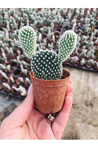 Opuntia Microdaisys Albata Beyaz Tavşan Kulağı Kaktüs