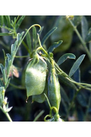 Siyah Beluga Mercimeği Tohumu