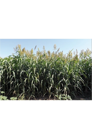 Hibrit Sorgum Sudan Otu 1 KG